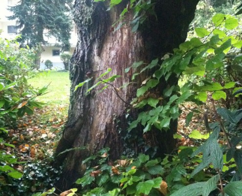 Bäume haben Geschichte und bringen Atmosphäre in Garten und Vorgarten.